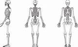 Humano Ossos Esqueleto Anatomia Humana Vetor Frente Esquelético Visto Montar ângulos Resultado Isso Compartilhe sketch template