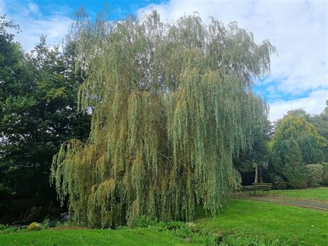 weeping willow trees  sale ireland hedgingie