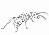 Hormigas Ant Formica Ameise Ameisen Animadas Ants Supercoloring Stampare Kleurplaten Cicala Hormiga Insectos Ispirazione sketch template
