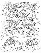 Krokodil Kleurplaten Dieren sketch template