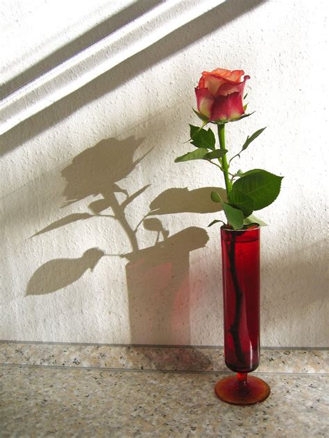 rose  shadow  photo  freeimages