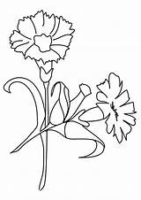 Flower Carnation Coloring Pages Flowers Printable Print Kids Lily Daffodil Color Parentune Sheets Worksheets Child Beautiful Preschoolers Getcolorings Scarlet sketch template