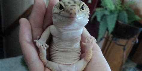 18 Lizards You Can T Believe Are Even Real The Dodo