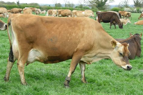 types  cows dairypesa