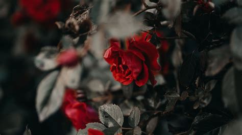Download Wallpaper 1920x1080 Roses Flowers Red Plant