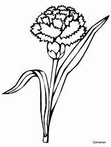 Dianthus Caryophyllus Colorear Dibujosonline Categorias sketch template