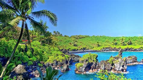 tropical water tropical forest hawaii isle  maui maui palm trees