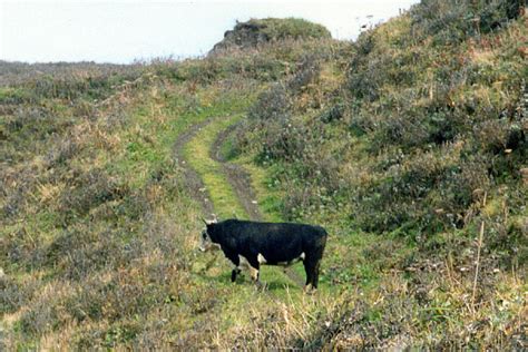 feds    decide fate  alaska islands feral cattle