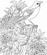 Coloring Bird Pages Flower Printable Beautiful Color Print Book sketch template