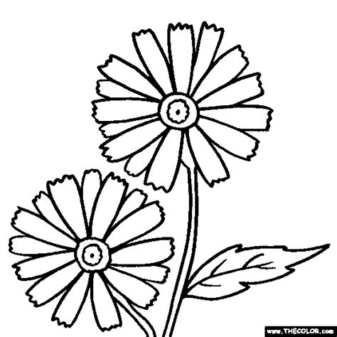 coloring pages  daisy flower  coloring pages collections