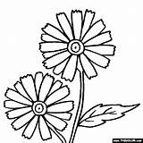 Daisies sketch template