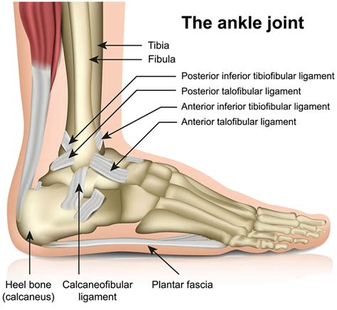 anatomy  ankle sprain