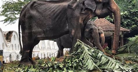 Horror Pics Show Abused Elephant Shackled And Forced To Take Part In