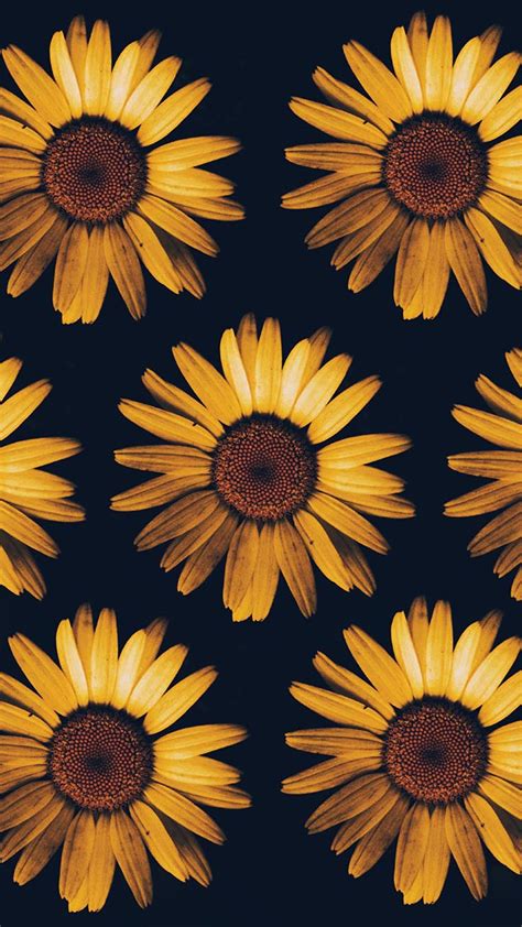 12 Super Pretty Sunflower Iphone Wallpapers Preppy