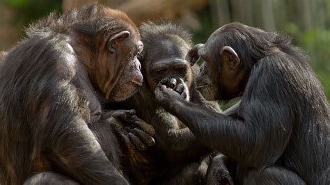 true altruism seen in chimpanzees giving clues to evolution of human cooperation science aaas