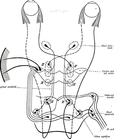 awesome picture  central nervous system coloring pages vicomsinfo