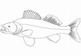 Walleye Coloring Drawing Pages Fish Pike Northern Printable Tuna Yellowfin Getdrawings Public Drawings Sketch Categories Template sketch template