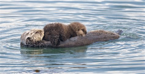 the dark side of california sea otters out of the fog