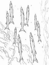 Pages Coloring Barracuda Barracudas sketch template