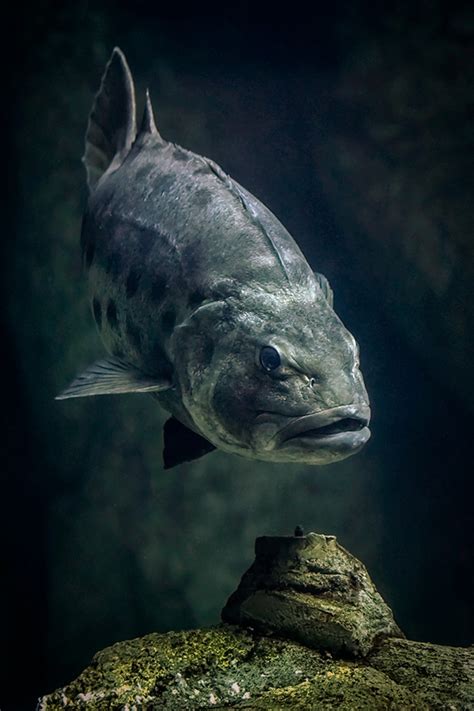 Giant Sea Bass Online Learning Center Aquarium Of The Pacific