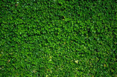 green wall pictures hq   images  unsplash