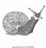 Snail Zentangle Vector Doodle Adult Coloring Book Shutterstock Preview sketch template