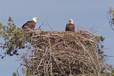 eagles birds nest wwwpixsharkcom images galleries   bite