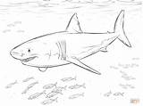 Coloring Great Real Sharks Sheet Life Pages Shark Template sketch template