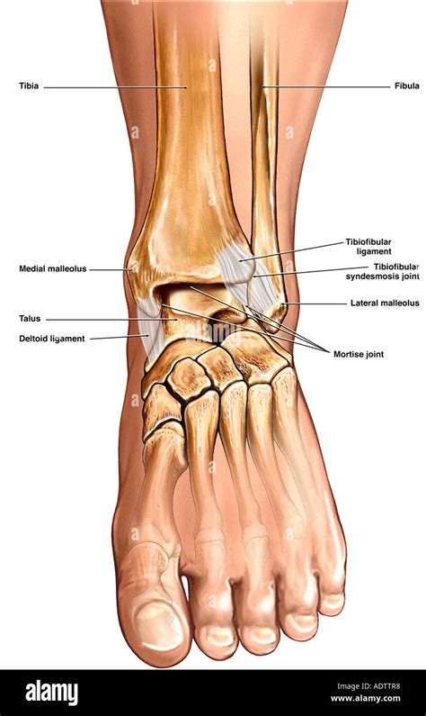 human ankle anatomy