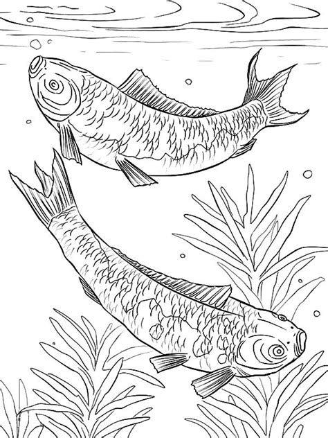 koi fish drawing outline  getdrawings