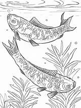 Coloring Pond Pages Fish Koi Japanese Outline Drawing Getdrawings Realistic Printable Getcolorings Tattoo sketch template