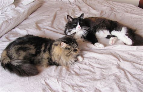 pin on polly and charlie maine coons