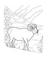 Coloring Sheep Mountain Bighorn Rocky Mouflon Argali Printable Wild Version Color Click Online Pages sketch template