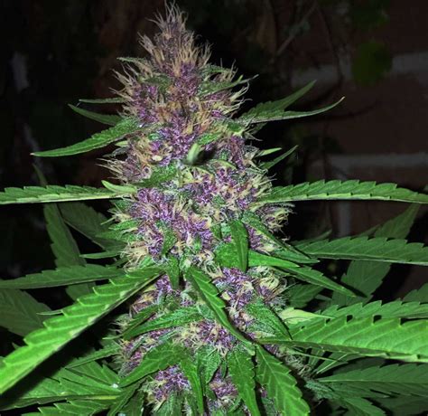 purple kush strain review representing  purple phenotype