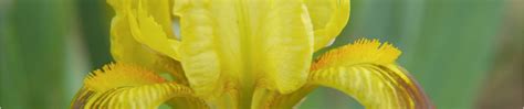 Pollination By Sexual Deception The Genus Iris