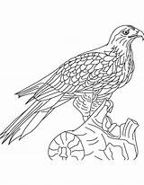 Hawk Red Tailed Coloring Pages Printable Colouring Library Clipart Getcolorings Popular sketch template