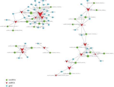 construction   mrna mirna lncrnacircrna network  network  high quality