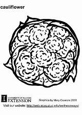 Cauliflower Coloring sketch template