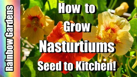 grow nasturtiums  superfood   seed  kitchen