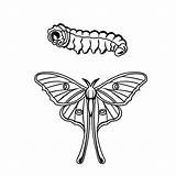 Moth Luna Caterpillar Drawing Illustrate Contest Entry Getdrawings sketch template