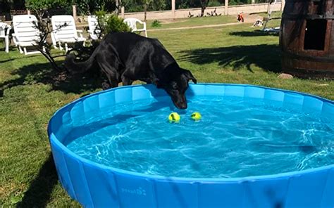 dog pools   pets cool happy   spy