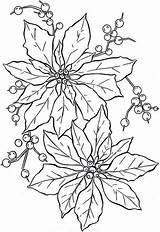 Poinsettia Flower Coloring Drawing Beautiful Pages Outline Color Christmas National Awesome Kids Flowers Colorluna Adult Getdrawings Printable Sheets Luna Visit sketch template