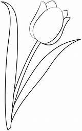Tulip Template Coloring Pages Printable Paper Drawing Outline Templates Crafts sketch template
