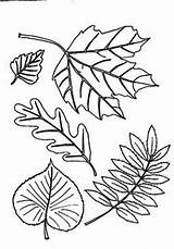 Leaf Coloring Basswood Abstract Clipart Clipground sketch template