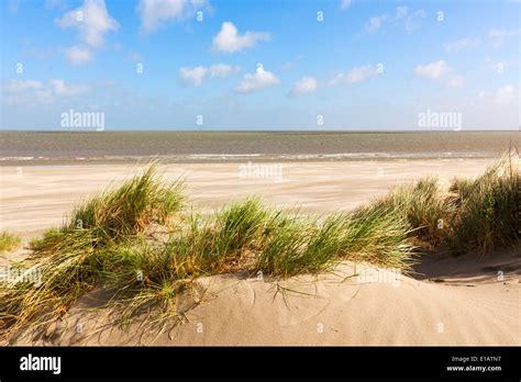 dunes   beach  knokke heist belgium stock photo  alamy