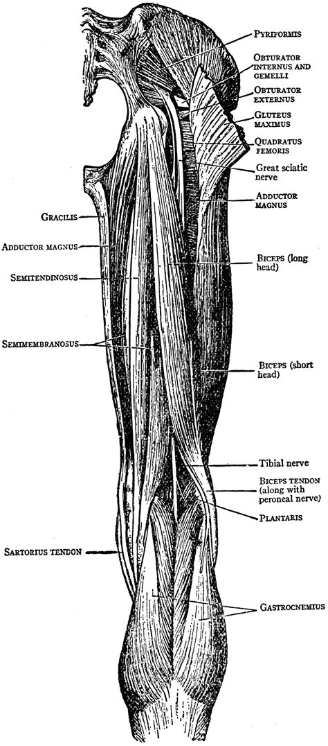Muscles Of Thigh