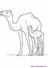 Camellos Camello sketch template