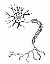 Coloring Neuron Cell Unlabeled Nerve Cerebro Neurona Neuronas Neurociencia Nervioso Humano Brain Neuronios Skeleton sketch template