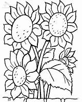 Coloring Sunflower Plants Lovely Sheet sketch template