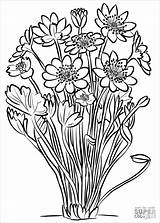 Anemone Coloring Pages Flower Pasque American Coloringbay Drawing Template Categories sketch template
